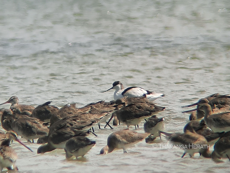 avocet