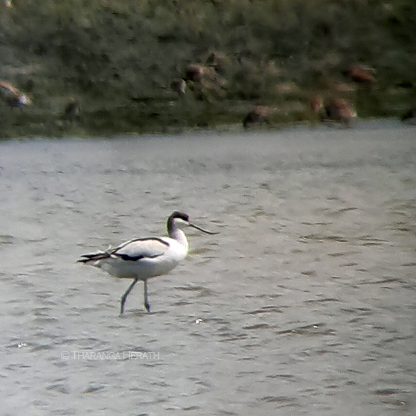 avocet