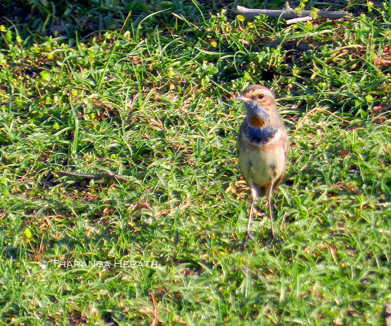 bluethroat