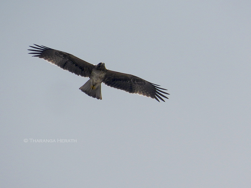 Booted eagle