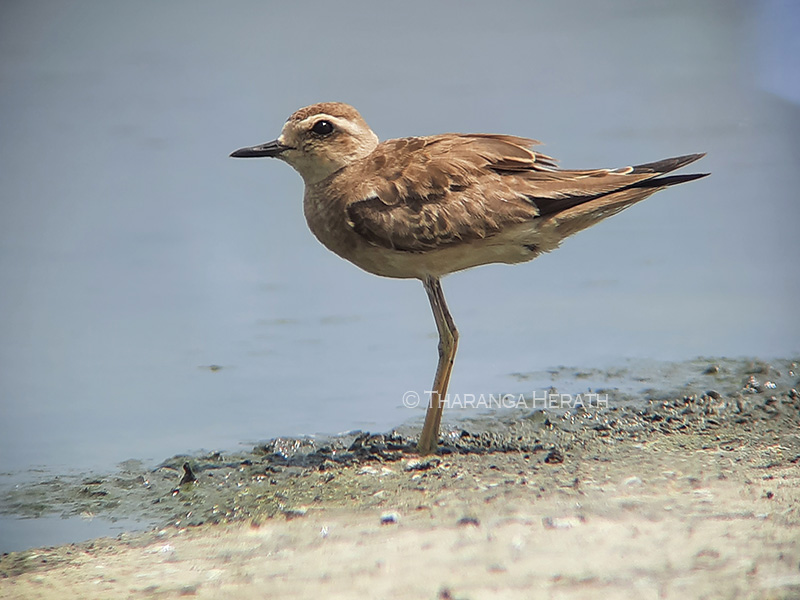 Black- winged Pratincole