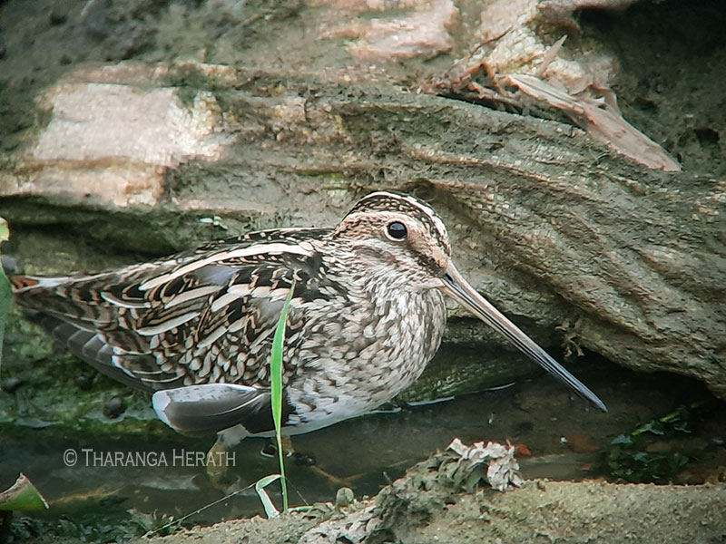 common snipe