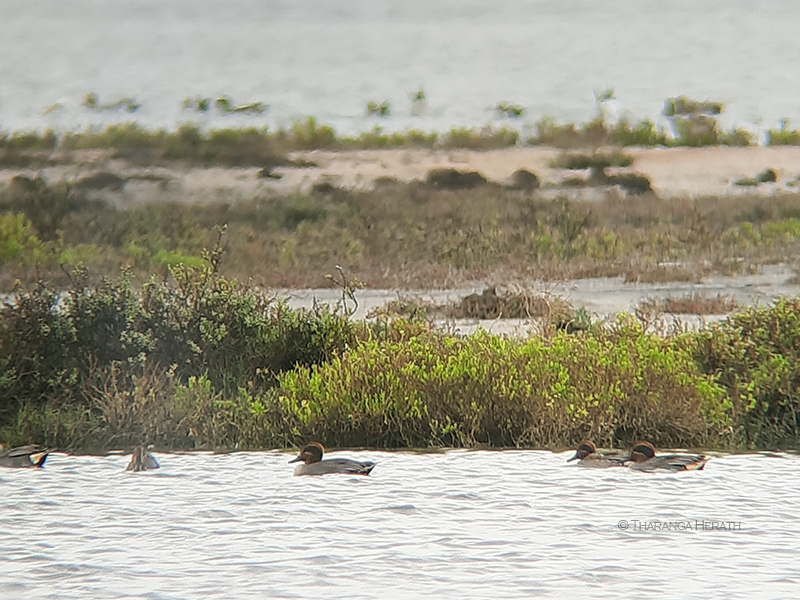 common teal