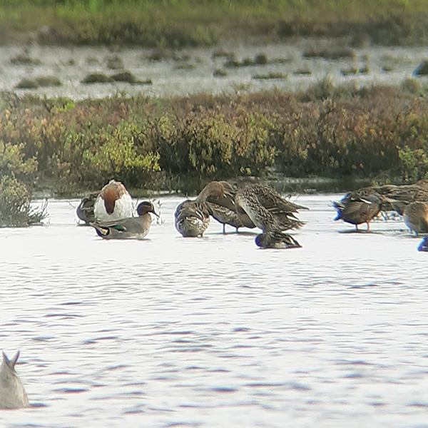 common teal