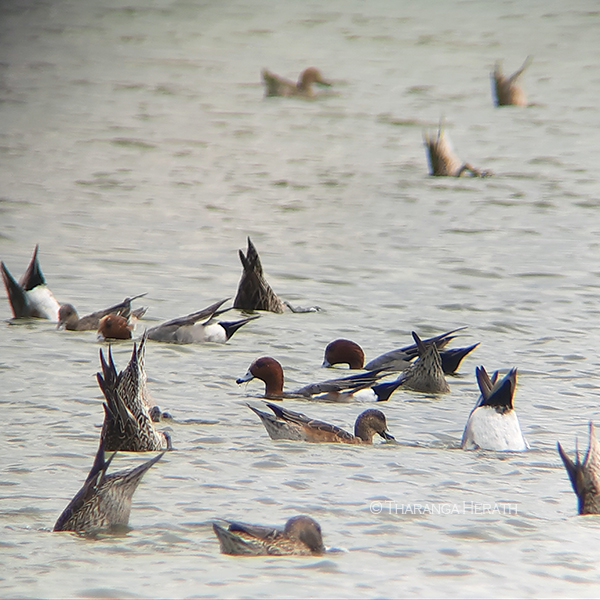 wigeon