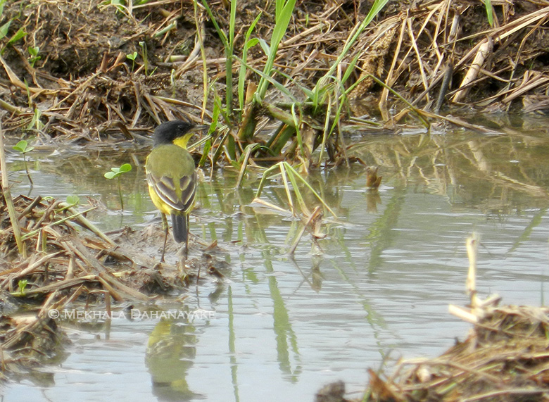 yellowwagtail