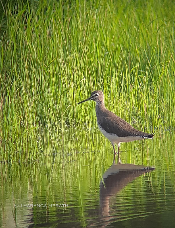 green sandpiper