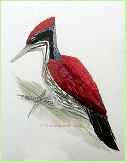 flameback