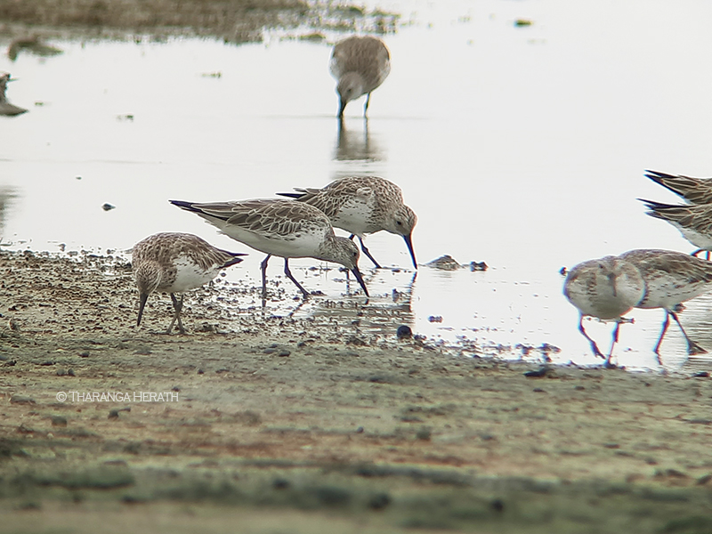 great knot