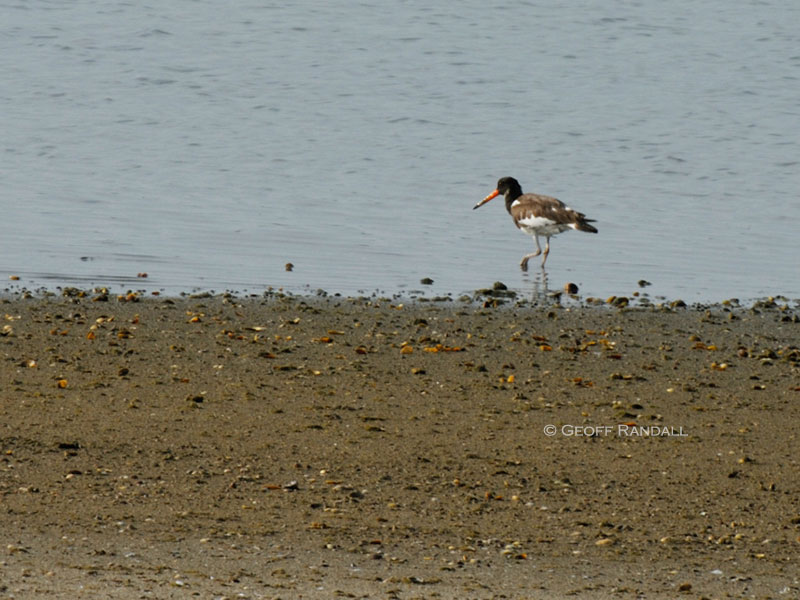 oystercatcher