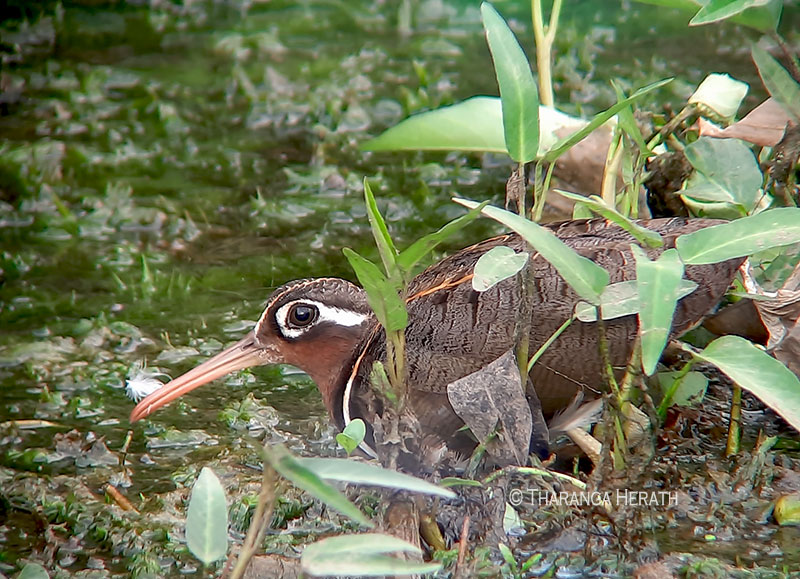 painted snipe