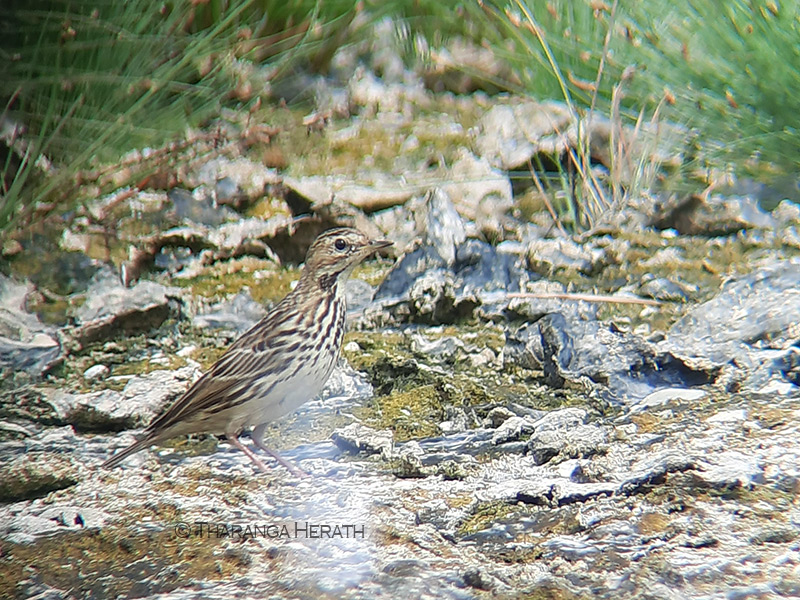 pipit