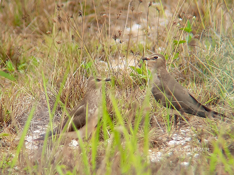 Black- winged Pratincole