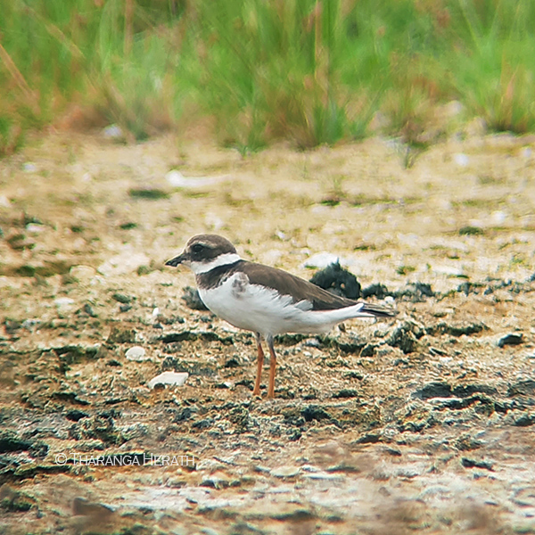 ringed plover