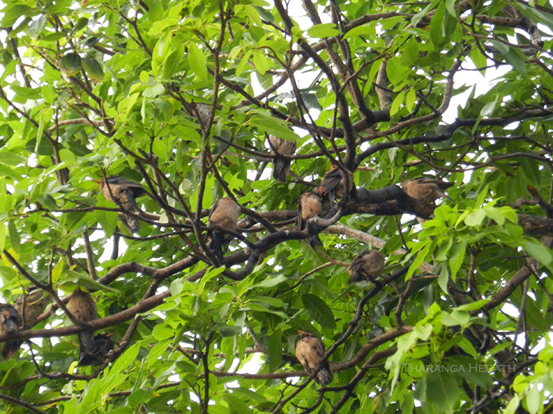 starling