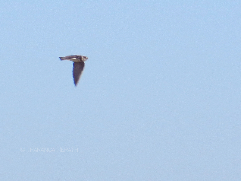 sand martin