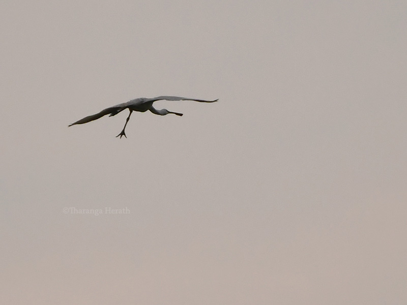 spoonbill
