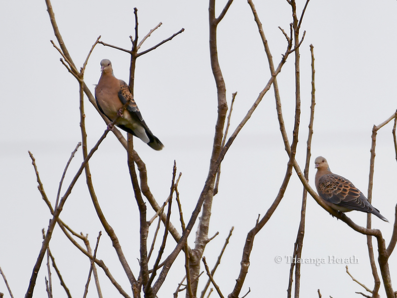 turtledove