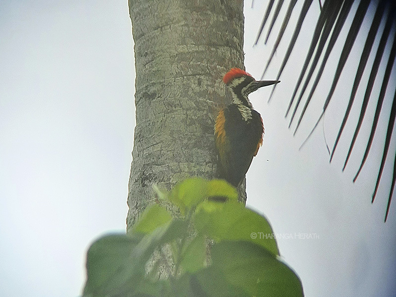 White- naped Woodpecker