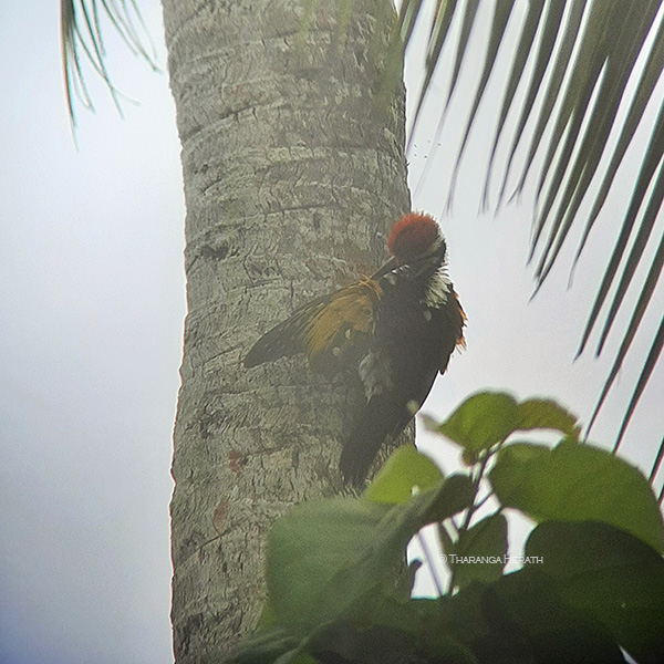 White- naped Woodpecker