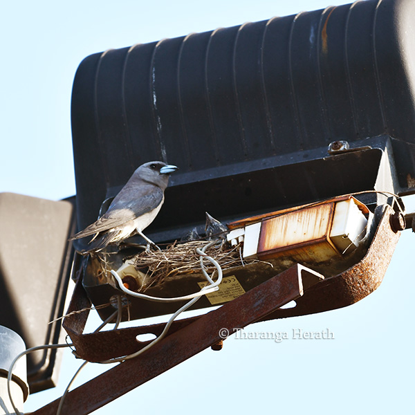 woodswallow