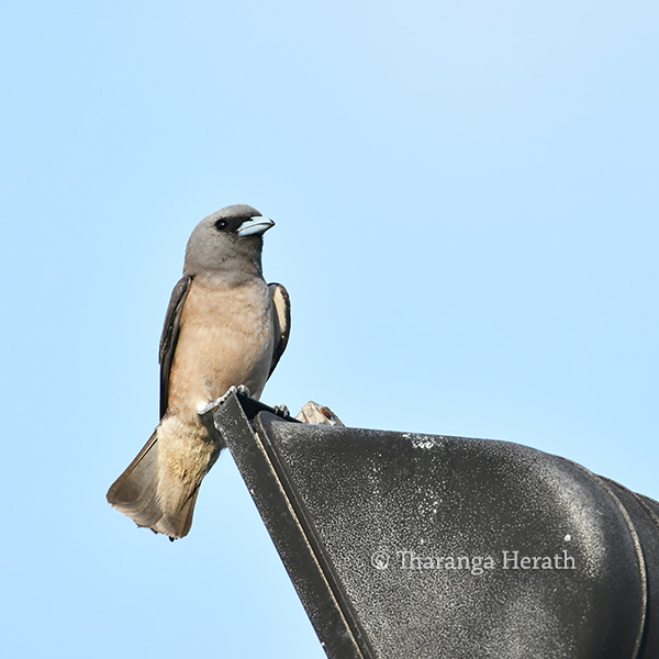 woodswallow