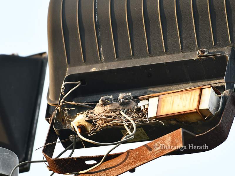 woodswallow